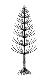 prele_complement_alimentaire prele_complement_alimentaire
