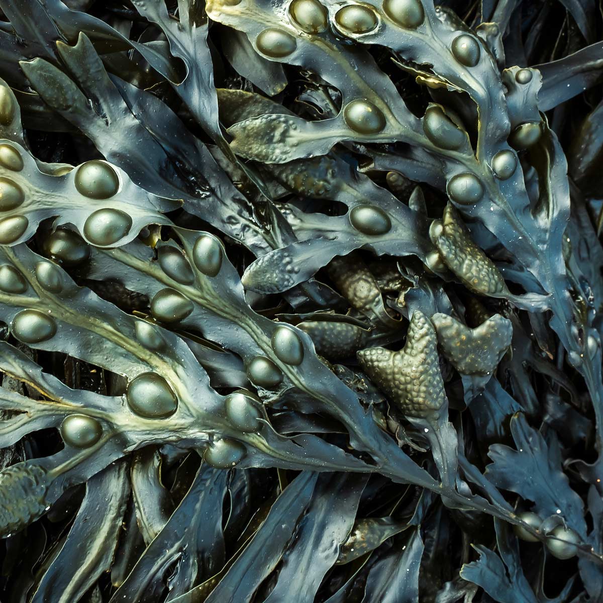 masque_purethe_fucus fucus propriété idéal pour la stimulation capillaire