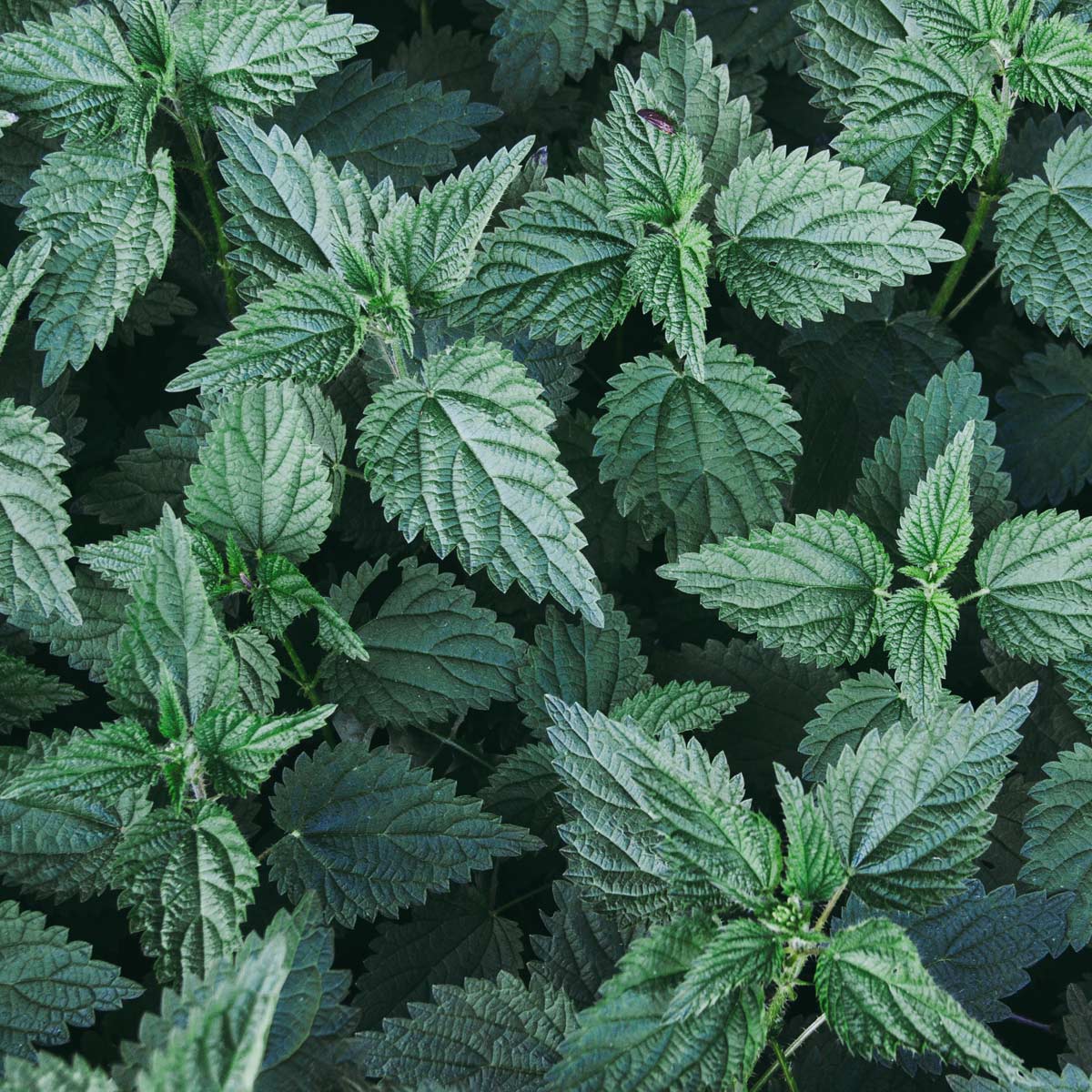 masque_purethe_ortie masque purethé idéal pour la chute de cheveux