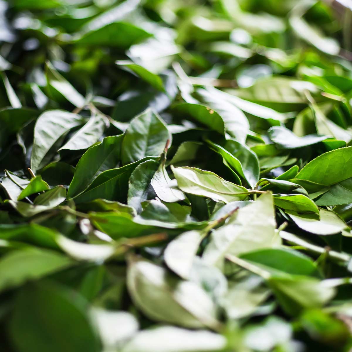 masque_purethe_the masque purethé avec des extraits de thé idéal pour le bien être du cuir chevelu